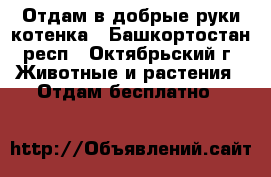 Отдам в добрые руки котенка - Башкортостан респ., Октябрьский г. Животные и растения » Отдам бесплатно   